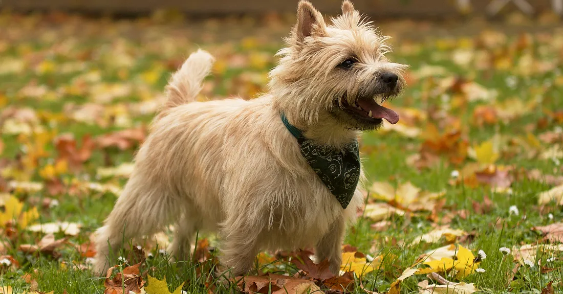 Cairn Terrier